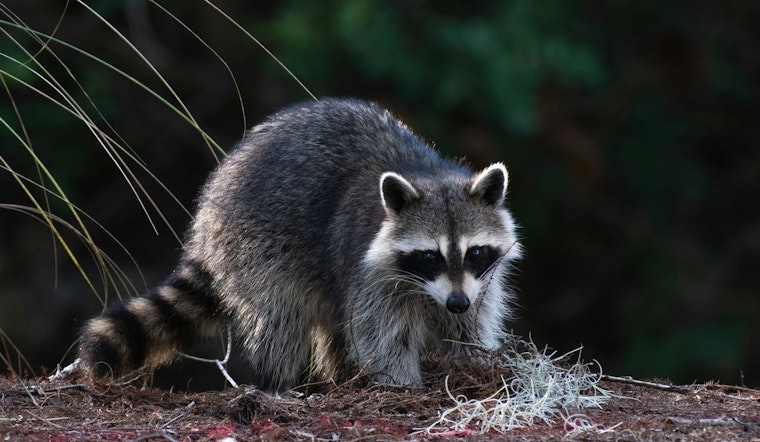 Rabid Raccoon And House Cat Rattle Chapel Hill Neighborhoods
