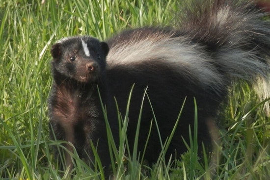 Rabid Skunk Turns Ivywood Drive Into Shelby's Latest Rabies Scare