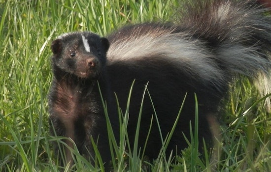 Rabid Skunk Turns Ivywood Drive Into Shelby's Latest Rabies Scare