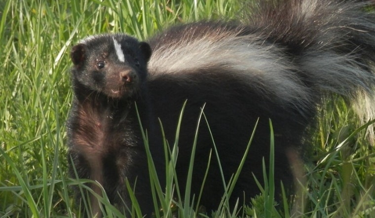 Rabid Skunk Turns Ivywood Drive Into Shelby's Latest Rabies Scare