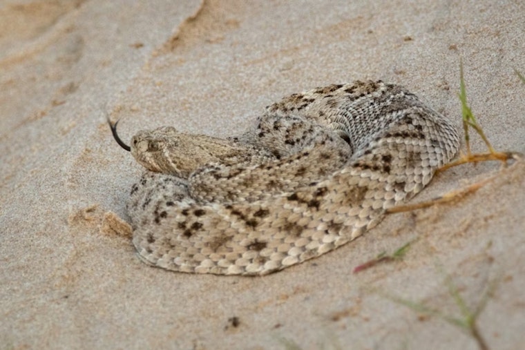 Rattlesnake Season Turns Deadly for 78-Year-Old Redwood Valley Walker