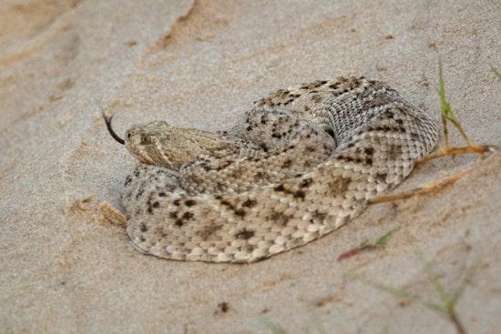 Rattlesnake Season Turns Deadly for 78-Year-Old Redwood Valley Walker