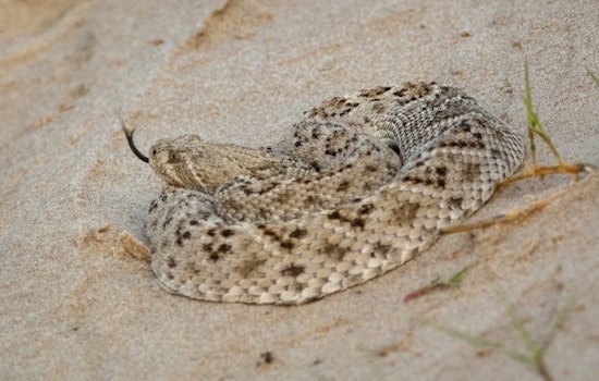 Rattlesnake Season Turns Deadly for 78-Year-Old Redwood Valley Walker