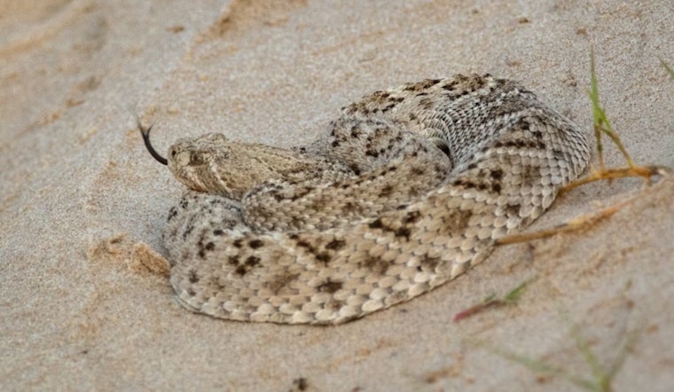 Rattlesnake Season Turns Deadly for 78-Year-Old Redwood Valley Walker