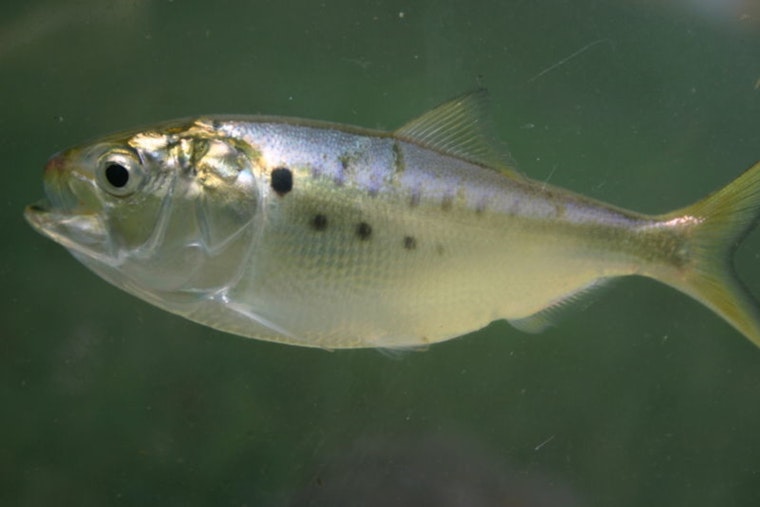 Redfish Rumble: Baton Rouge Lawmakers Wade Into Menhaden War Offshore