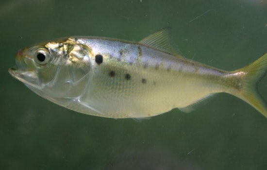 Redfish Rumble: Baton Rouge Lawmakers Wade Into Menhaden War Offshore