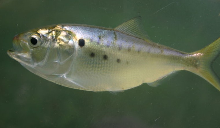 Redfish Rumble: Baton Rouge Lawmakers Wade Into Menhaden War Offshore
