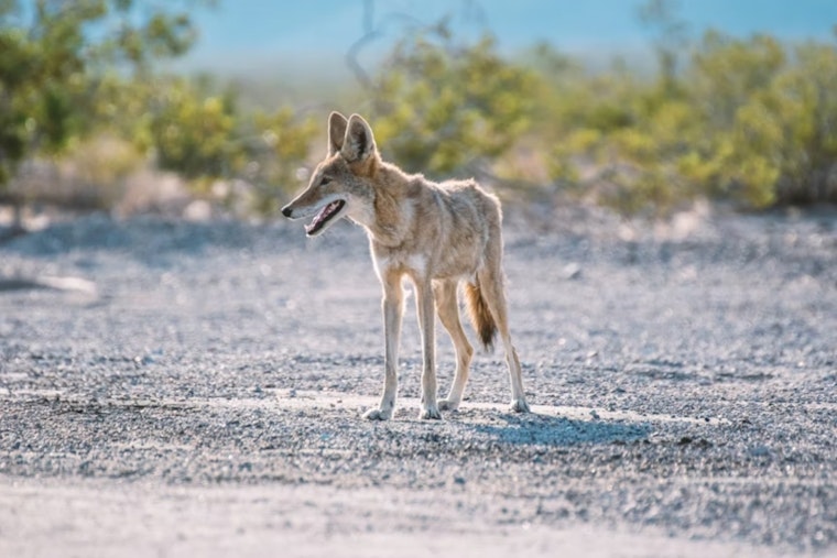 Redwood Shores On Edge As Aggressive Coyotes Roam Neighborhood