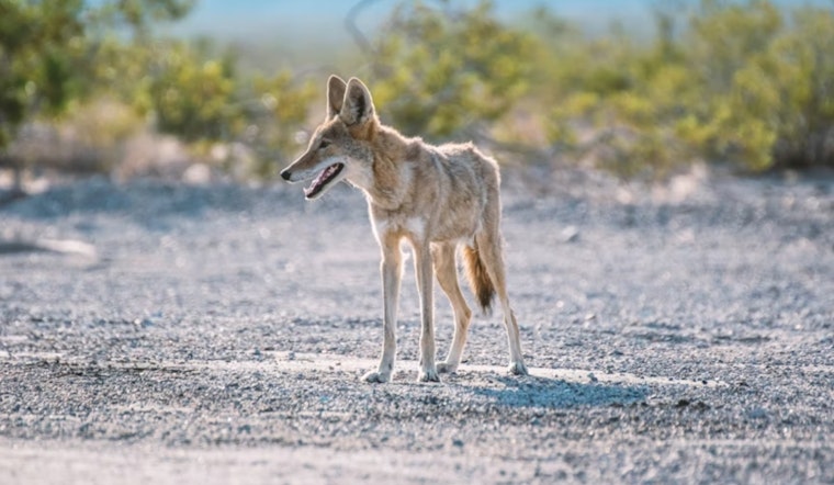 Redwood Shores On Edge As Aggressive Coyotes Roam Neighborhood