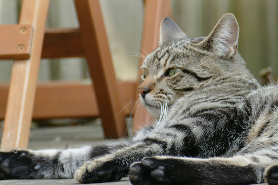 Reisterstown Rabies Alert: Cat Tests Positive, Clinics Scheduled