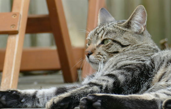 Reisterstown Rabies Alert: Cat Tests Positive, Clinics Scheduled