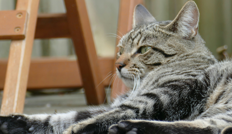 Reisterstown Rabies Alert: Cat Tests Positive, Clinics Scheduled