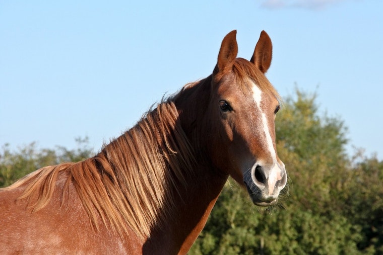 Remington Park Shaken As 171 OKC Racehorses Benched Over Disturbing Videos