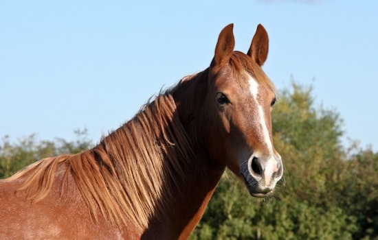 Remington Park Shaken As 171 OKC Racehorses Benched Over Disturbing Videos