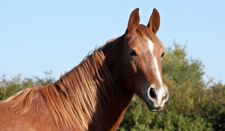 Remington Park Shaken As 171 OKC Racehorses Benched Over Disturbing Videos