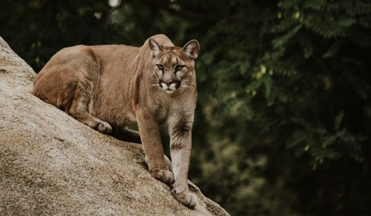 Retired TV Reporter Stunned As Mountain Lion Strolls Through Redwood City Yard
