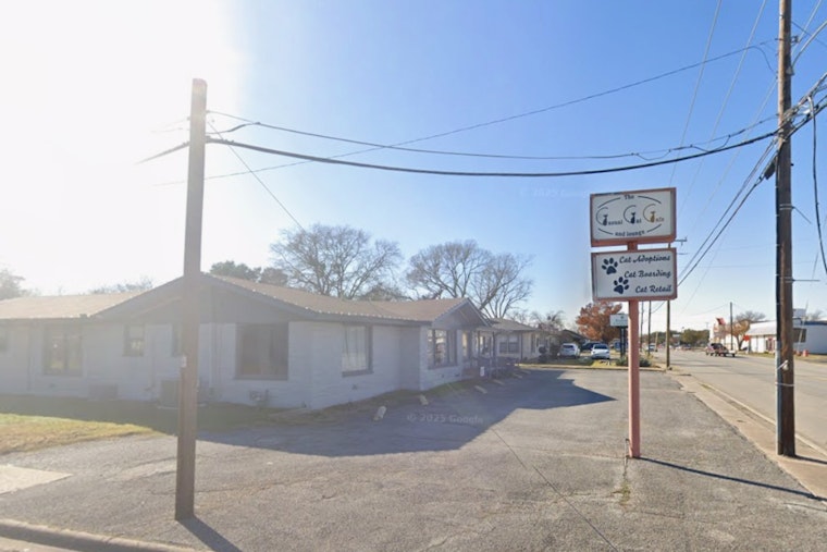 Richland Hills Cat Cafe Down To Its Last Life As Landlord Eyes Sale