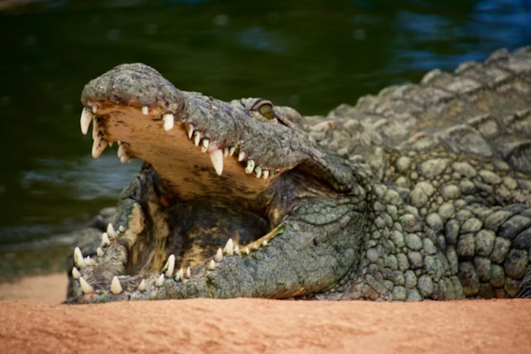Richland Trainer Brawls With Cozumel Croc and Lives to Tell It