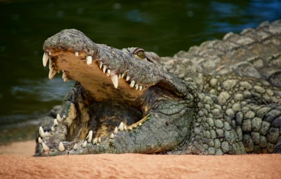 Richland Trainer Brawls With Cozumel Croc and Lives to Tell It