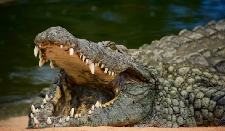 Richland Trainer Brawls With Cozumel Croc and Lives to Tell It