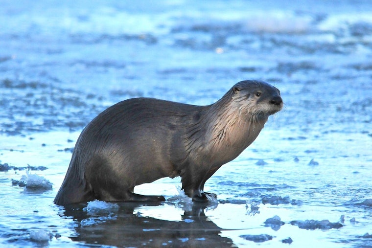 Sleek River Otters Make a Splashy Comeback in San Antonio and San Marcos Rivers