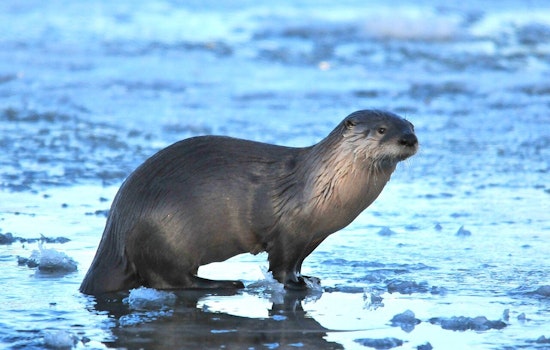 Sleek River Otters Make a Splashy Comeback in San Antonio and San Marcos Rivers