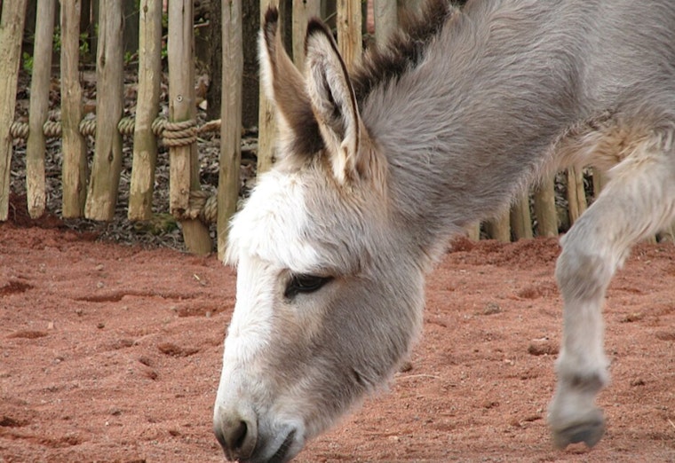Riverside County Seeks Two Dogs After Donkey Killing