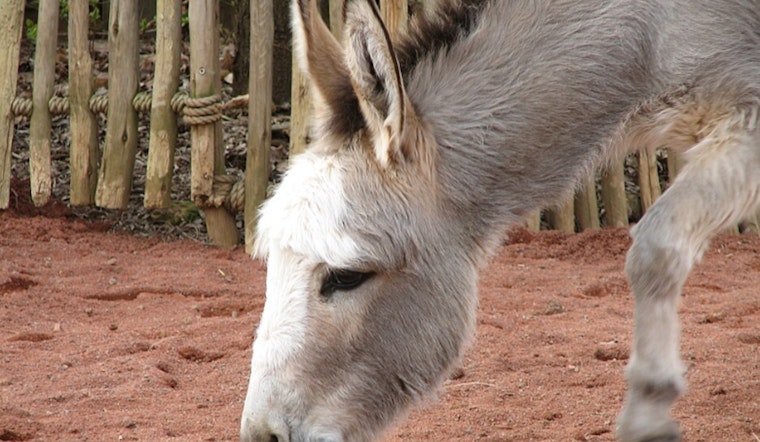 Riverside County Seeks Two Dogs After Donkey Killing