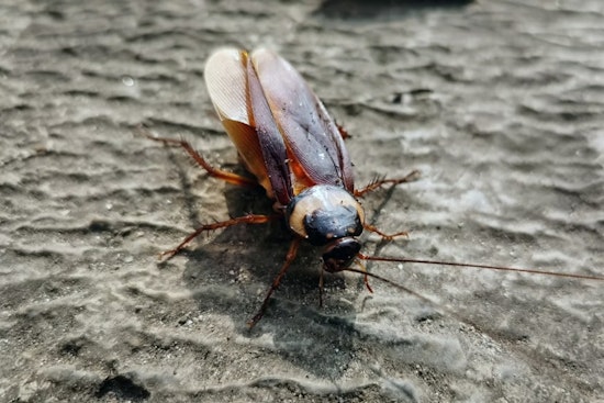Roaches, Droppings And Dismal Scores Plague Tarrant County Kitchens
