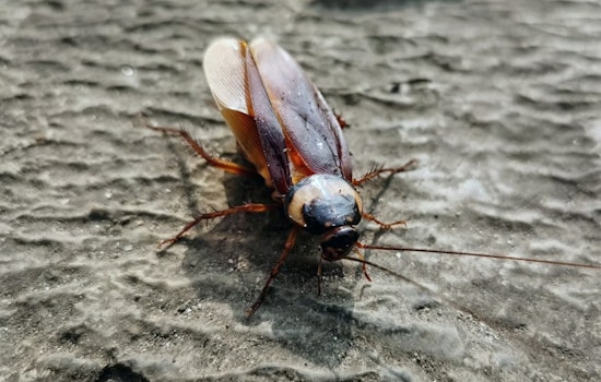 Roaches, Droppings And Dismal Scores Plague Tarrant County Kitchens