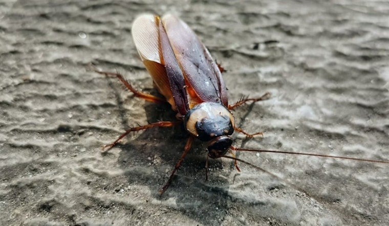 Roaches, Droppings And Dismal Scores Plague Tarrant County Kitchens