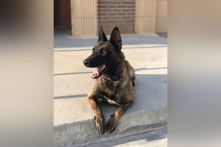Rogue Desert Dog Sniffs Out 100 Pounds Of Meth On I-15