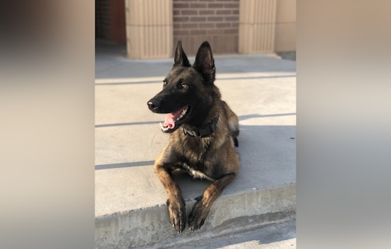 Rogue Desert Dog Sniffs Out 100 Pounds Of Meth On I-15