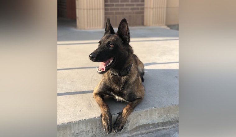 Rogue Desert Dog Sniffs Out 100 Pounds Of Meth On I-15