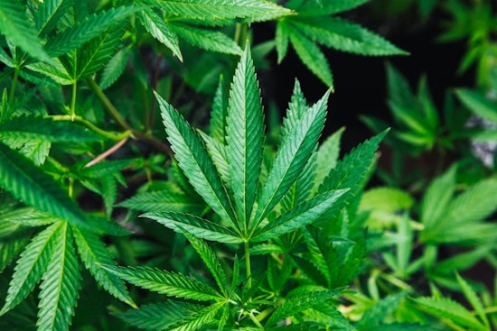 Roommate Pot Hustle Becomes San Francisco’s $1 Billion Weed Pipeline
