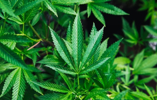Roommate Pot Hustle Becomes San Francisco’s $1 Billion Weed Pipeline