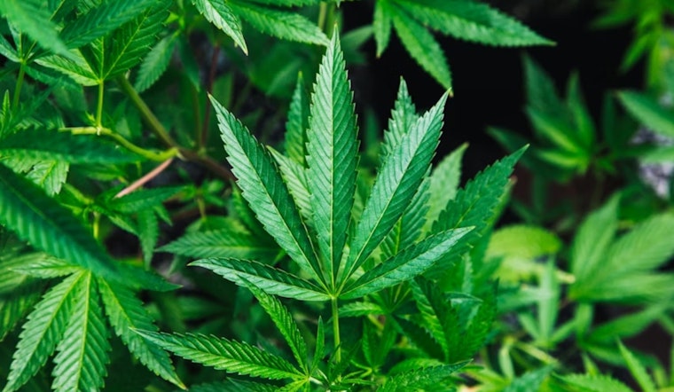 Roommate Pot Hustle Becomes San Francisco’s $1 Billion Weed Pipeline