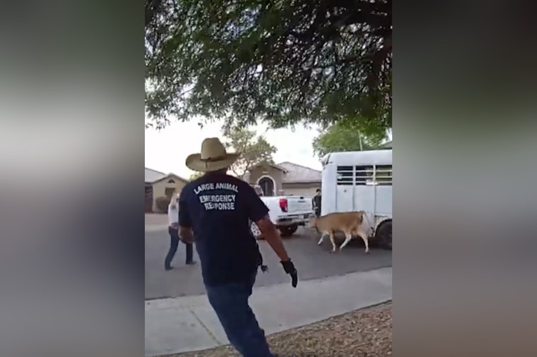 Runaway Cows Turn South Phoenix Block Into Bovine Chase Scene