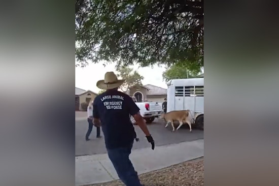 Runaway Cows Turn South Phoenix Block Into Bovine Chase Scene