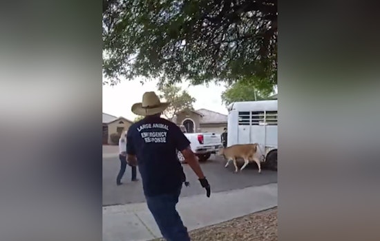 Runaway Cows Turn South Phoenix Block Into Bovine Chase Scene