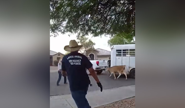 Runaway Cows Turn South Phoenix Block Into Bovine Chase Scene
