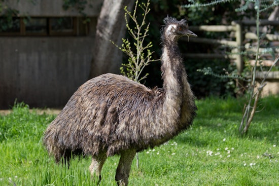 Runaway Emu Walter Sends Barnstable Cops On Wild Way Chase