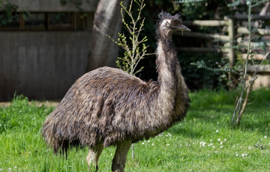 Runaway Emu Walter Sends Barnstable Cops On Wild Way Chase