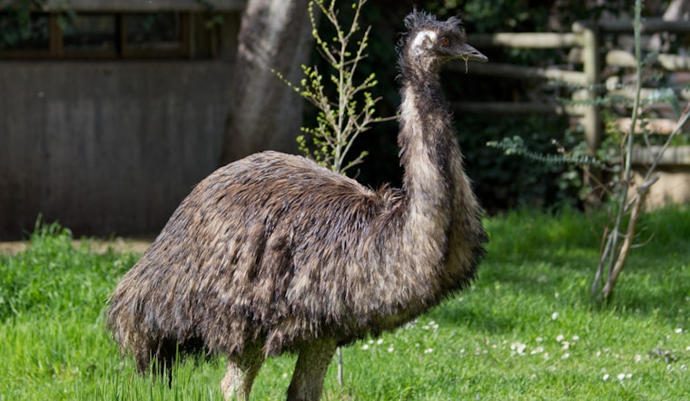 Runaway Emu Walter Sends Barnstable Cops On Wild Way Chase