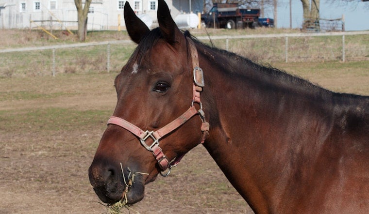 Runaway Fairgrounds Horse Brings Morning Chaos To I-44 In Northwest OKC