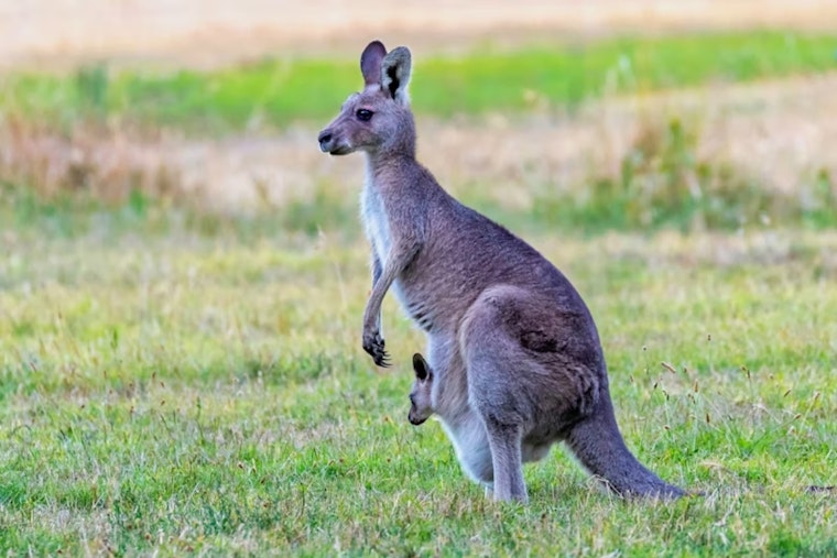 Runaway Kangaroo Turns I-20 Coffee Break Into Wild Roadside Show