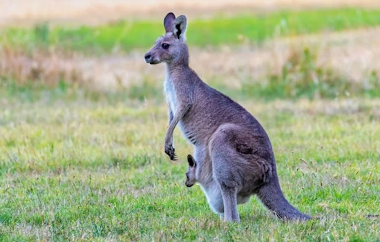 Runaway Kangaroo Turns I-20 Coffee Break Into Wild Roadside Show
