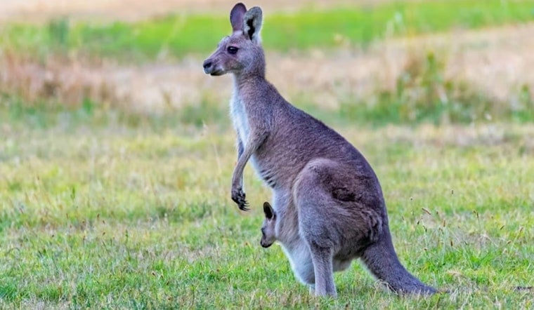 Runaway Kangaroo Turns I-20 Coffee Break Into Wild Roadside Show