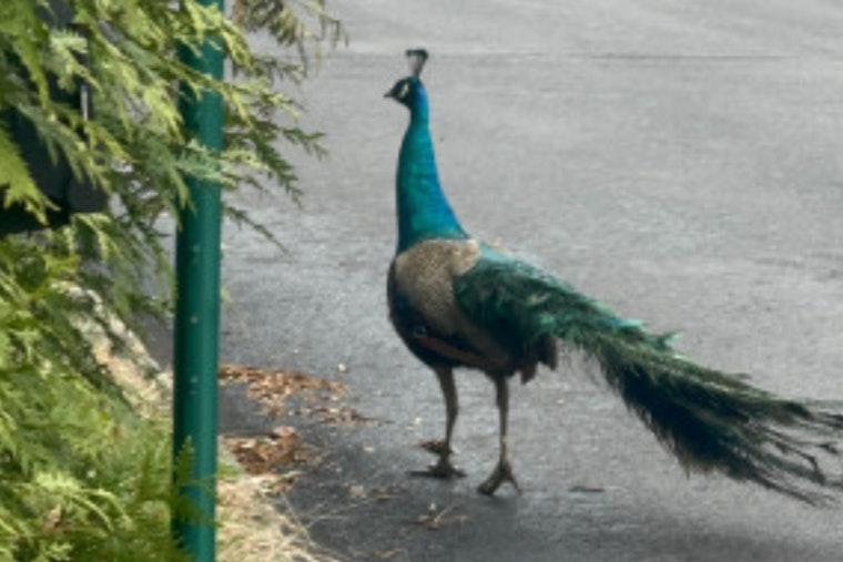 Runaway Peacock Struts Through Lower Moreland, Gives Cops the Slip