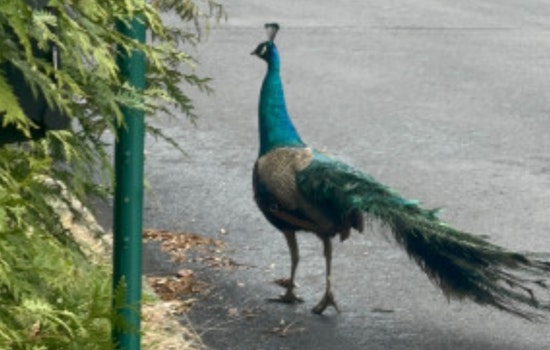 Runaway Peacock Struts Through Lower Moreland, Gives Cops the Slip